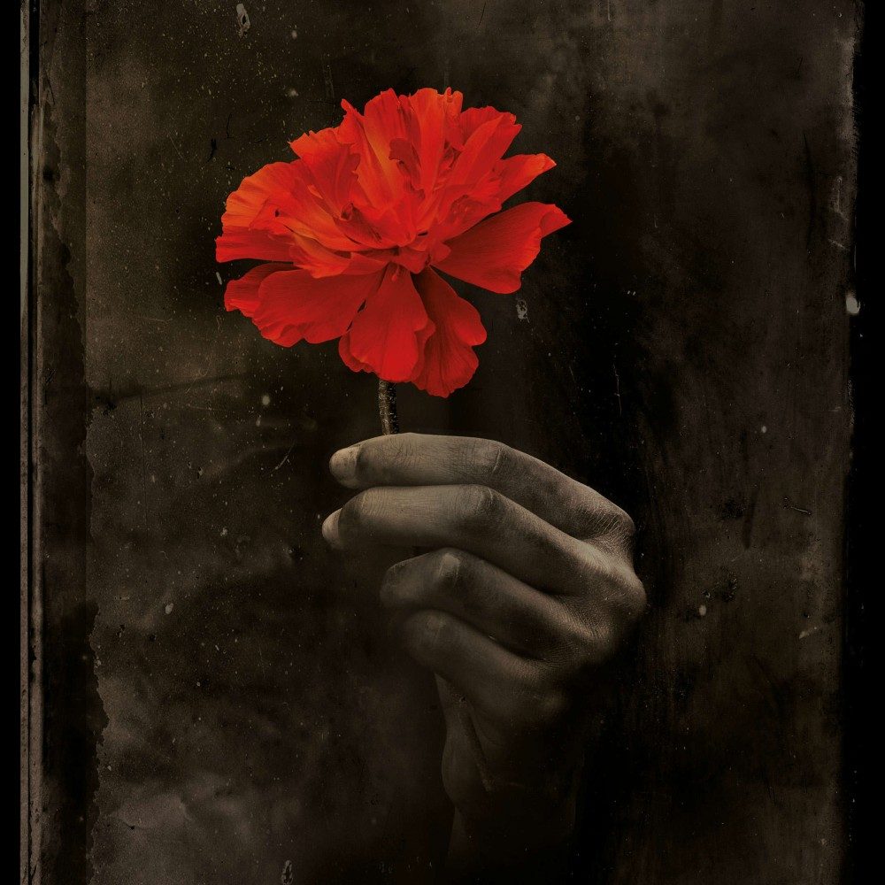 Hadestown - a single red flower held in a hand against a dark background